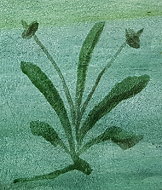 Ikone Detail Blumen (6) Ikone Detail Blumen (6)