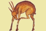 Kri-kri-LOGO